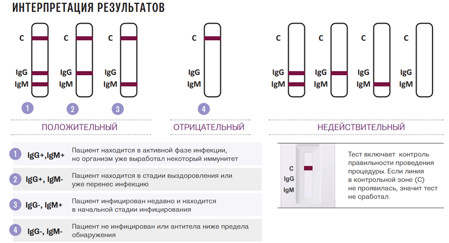 Сроки выделения иммуноглобулинов